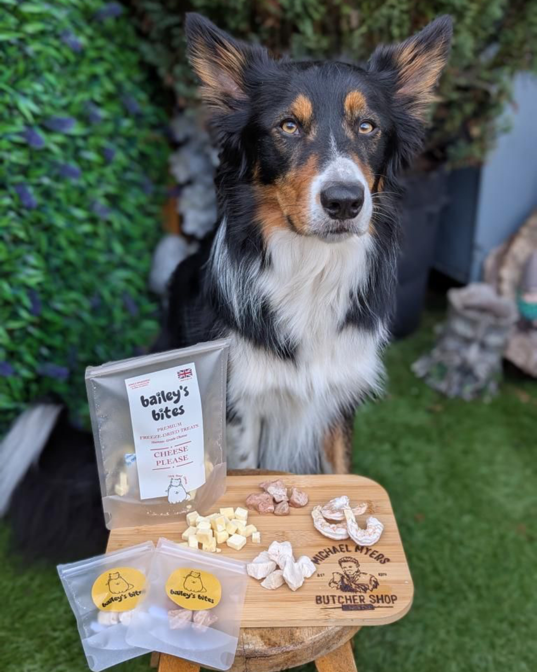 Starter Pack | Try & Taste Natural Freeze-Dried Treat Bundle (UK Made)