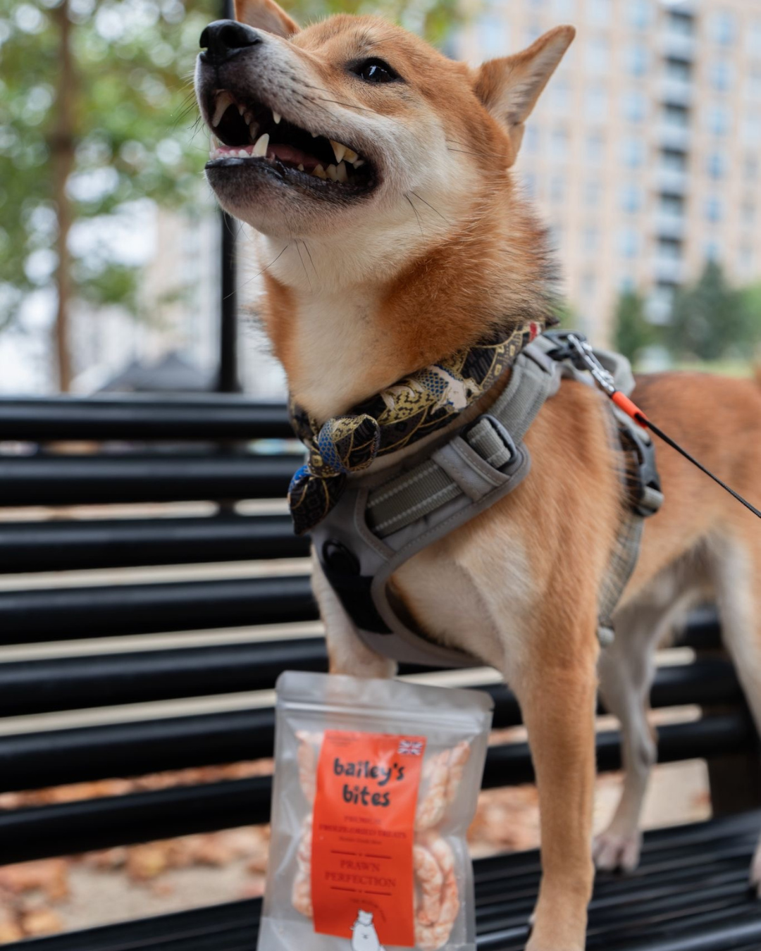 Natural Whole Prawn Treats | High-Protein Seafood Snacks (Freeze-Dried)