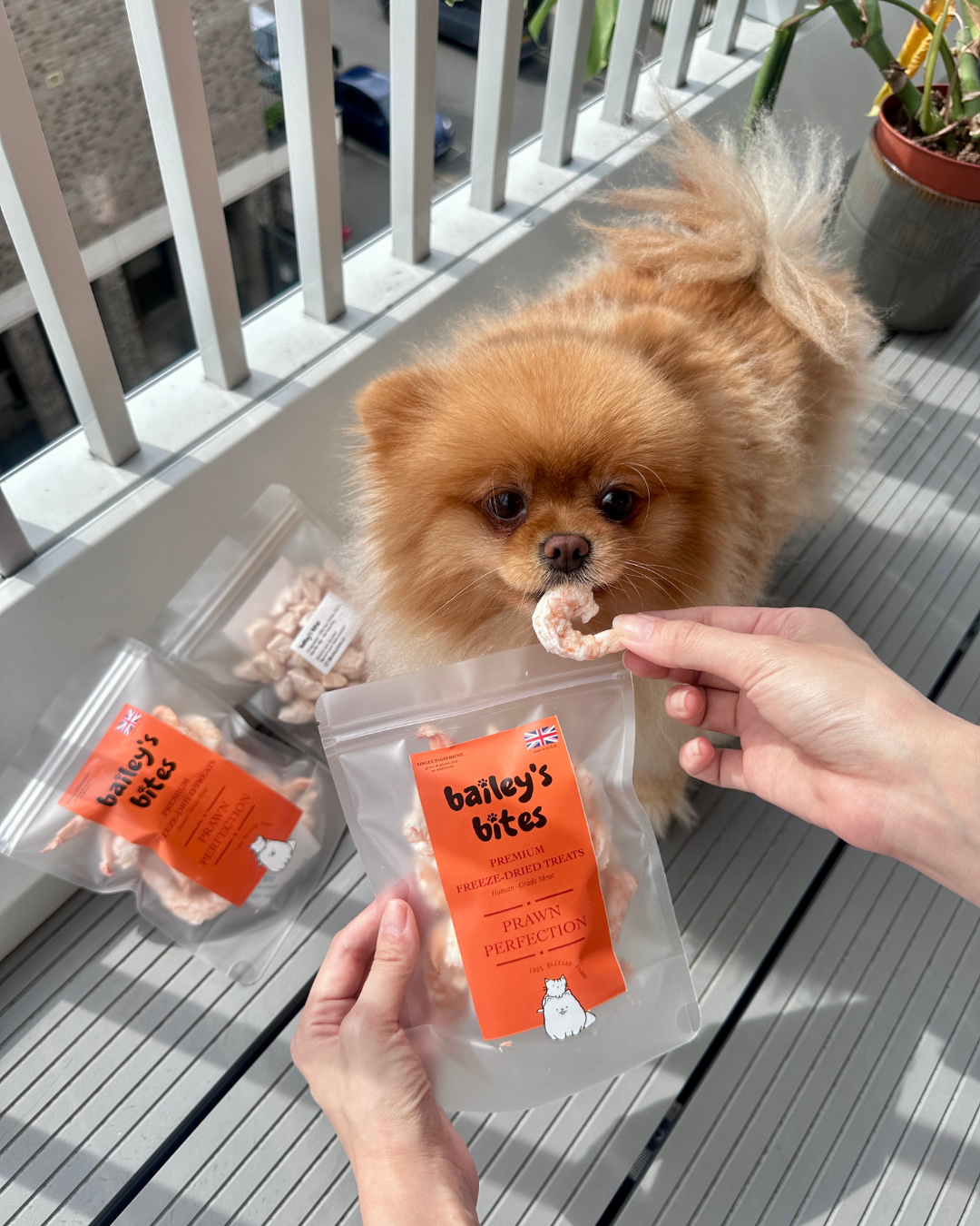 Natural Whole Prawn Treats | High-Protein Seafood Snacks (Freeze-Dried)