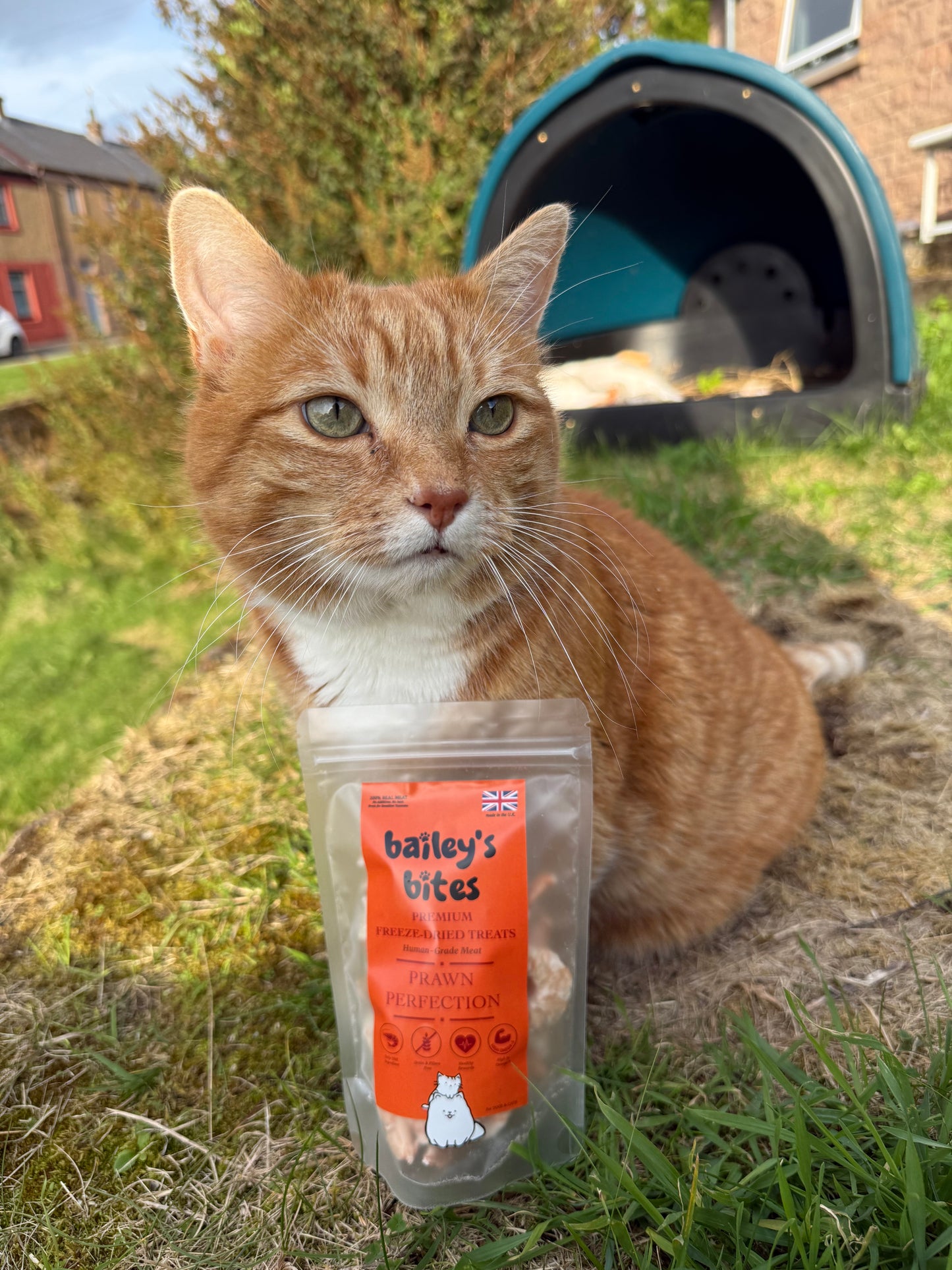 Natural Whole Prawn Treats | High-Protein Seafood Snacks (Freeze-Dried)