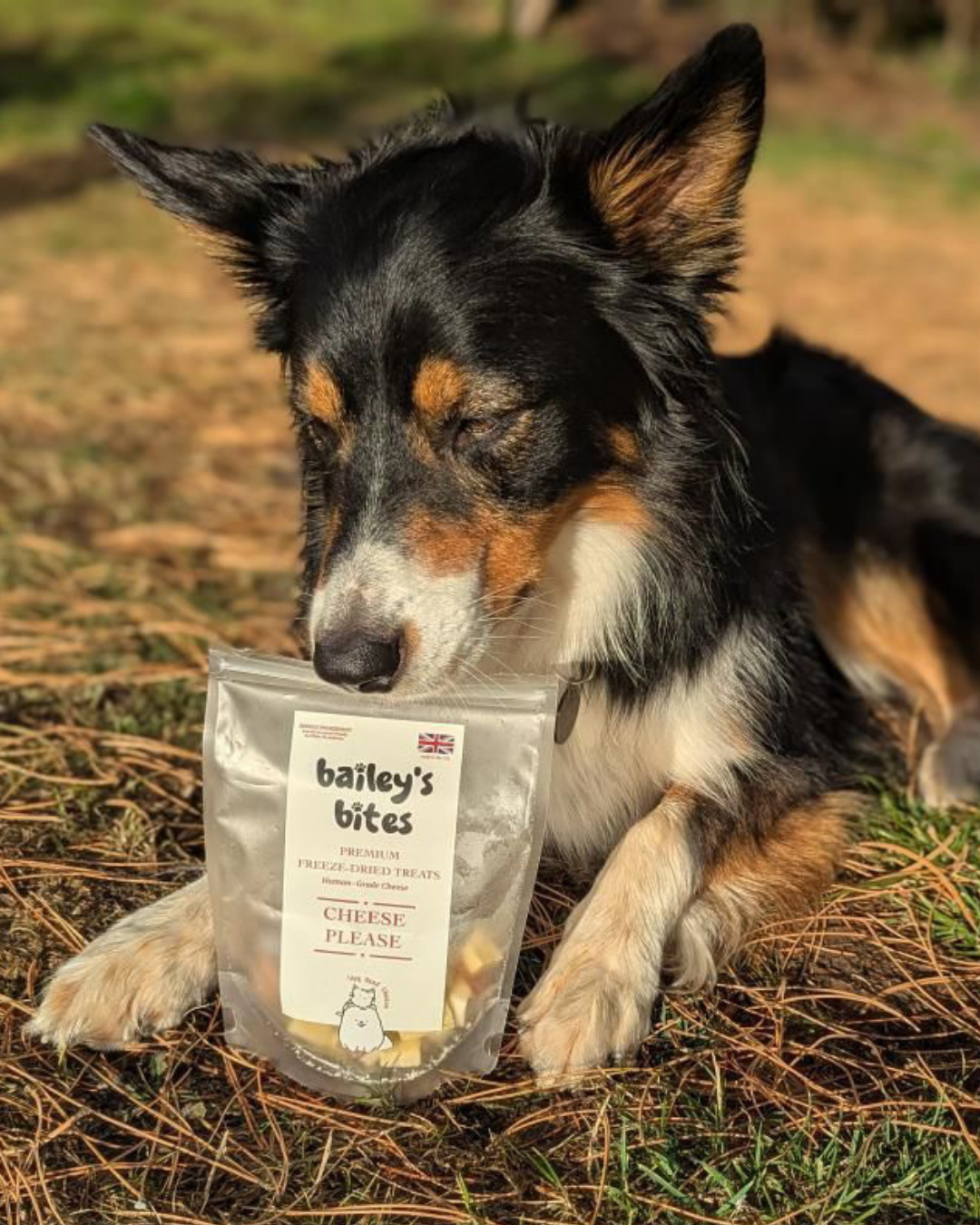 Natural Cheddar Cheese Treats | High-Protein & Calcium Training Snacks (Freeze-Dried)